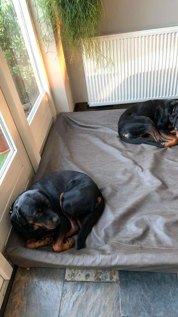 Extra grote knuffelwuff, Dieren en Toebehoren, Hondenmanden, Zo goed als nieuw, Leer, Ophalen