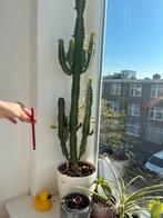 Mooi Cactus super healthy, Huis en Inrichting, Ophalen, Cactus, Minder dan 100 cm