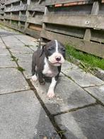 Puppys te koop, Dieren en Toebehoren, 8 tot 15 weken, Bulldog, Meerdere, Meerdere dieren
