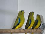 Elegant parkieten, Dieren en Toebehoren, Vogels | Parkieten en Papegaaien, Meerdere dieren, Parkiet, Geringd