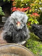 Broedeieren zwart mottled USA zijdehoen(der), Dieren en Toebehoren, Pluimvee