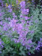 Nepeta faassenii 'Grol' (Kattenkruid), Tuin en Terras, Zomer, Vaste plant, Overige soorten, Ophalen