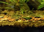 Wildkleur Neocaridina garnalen, Dieren en Toebehoren, Vissen | Aquariumvissen, Zoetwatervis, Kreeft, Krab of Garnaal, Schoolvis