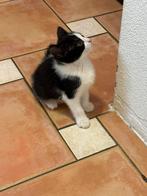 6 kittens te koop, Dieren en Toebehoren, Katten en Kittens | Overige Katten, Meerdere dieren