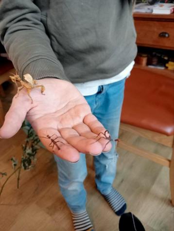 Flappentakken bevruchte eitjes en nimfen beschikbaar voor biedingen