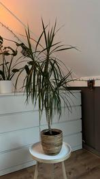 dracaena plant, Huis en Inrichting, Kamerplanten, Ophalen, Overige soorten, Halfschaduw, In pot