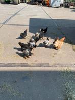 6 Jonge Hanen, Dieren en Toebehoren, Mannelijk, Kip
