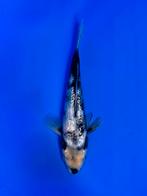 VHQ Tateshita Ginrin Shiro Utsuri 25-30cm Japanse koi, Karper of Koi
