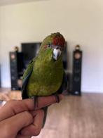 2 super tamme kakariki s net zelfstandig, Meerdere dieren, Parkiet, Geringd