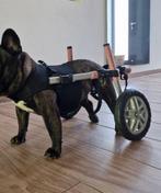 Hondenrolstoel walkin pets Maat S, Dieren en Toebehoren, Ophalen of Verzenden, Gebruikt
