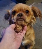 Kleine kruising pekinees zoekt baasje, Dieren en Toebehoren, Honden | Chihuahua's en Gezelschapshonden, Particulier, Rabiës (hondsdolheid)