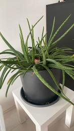 Aloevera moederplant, Ophalen, Halfschaduw, Minder dan 100 cm