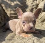 Franse bulldog pups met arfe stamboom, Dieren en Toebehoren, Honden | Bulldogs, Pinschers en Molossers, 8 tot 15 weken, Meerdere