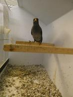 0-1 Javaanse maina (Acridotheres javanicus), Dieren en Toebehoren, Vogels | Overige Vogels, Vrouwelijk, Tropenvogel, Geringd