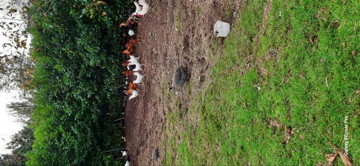 Te koop oudere en jonge kippen, Dieren en Toebehoren, Pluimvee, Kip, Meerdere dieren