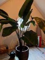 Strelitzia Nicolai (Paradijsvogelplant), Tuin en Terras, Volle zon, Vaste plant, Bloeit niet, Ophalen