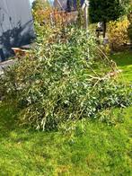 Eucalyptus takken, Ophalen, Bloeit niet, Volle zon, Overige soorten