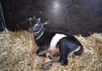 Cae en cl vrij Bokje dwerggeit, Dieren en Toebehoren, Schapen, Geiten en Varkens, Mannelijk, Geit
