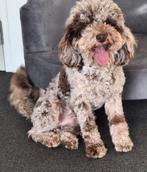 chocomerle poedel dekreu met drachtecho, Fokker | Hobbymatig, Reu, 1 tot 2 jaar, Buitenland