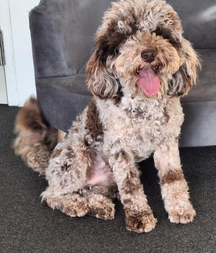 chocomerle poedel dekreu met drachtecho, Dieren en Toebehoren, Honden | Dekreuen, Reu, Fokker | Hobbymatig, Eén hond, Buitenland