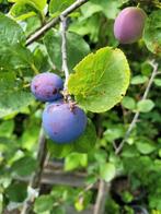 Pruimen boom, Ophalen of Verzenden, Minder dan 100 cm, Overige soorten, Lente