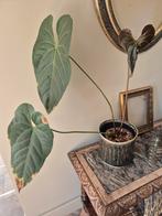 Anthurium Night Fox (crystallinum x nigr. Gigi), Huis en Inrichting, Ophalen, Overige soorten, Minder dan 100 cm