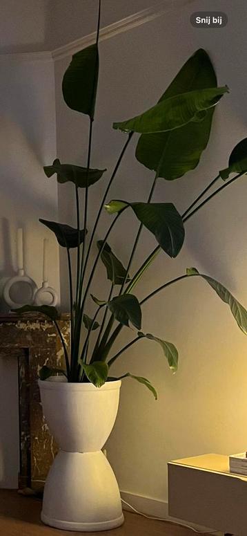 Strelitzia nicolai kamerplant beschikbaar voor biedingen