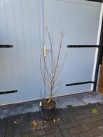 Lagerstroemia, Tuin en Terras, Overige soorten, Ophalen of Verzenden