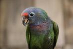 Pionus Menstruus | Getest | Baby's | Handtam, Dieren en Toebehoren, Vogels | Parkieten en Papegaaien, Meerdere dieren, Papegaai
