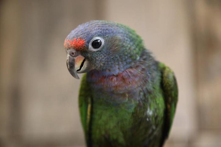 Pionus Menstruus | Getest | Baby's | Handtam, Dieren en Toebehoren, Vogels | Parkieten en Papegaaien, Papegaai, Meerdere dieren