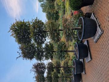 Rode beuk bonsai vorm 350cm hoog beschikbaar voor biedingen