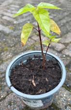 Trompetboom stek in pot, Minder dan 100 cm, Zomer, Volle zon, In pot