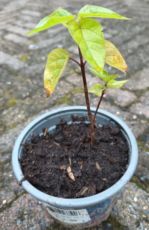 Trompetboom stek in pot, Tuin en Terras, Planten | Bomen, Overige soorten, Minder dan 100 cm, Volle zon, Zomer, In pot, Ophalen of Verzenden
