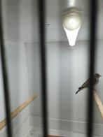 Witstuit edelzanger ( man ), Dieren en Toebehoren, Vogels | Overige Vogels, Mannelijk, Tropenvogel, Geringd