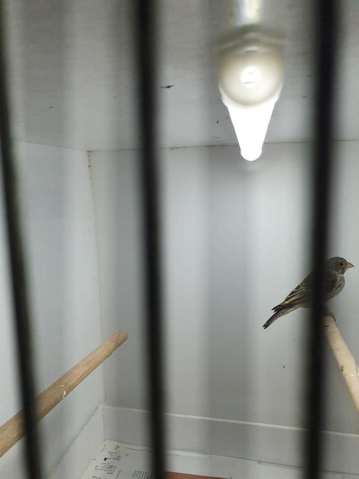 Witstuit edelzanger ( man ), Dieren en Toebehoren, Vogels | Overige Vogels, Tropenvogel, Mannelijk, Geringd