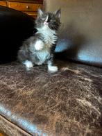 Te koop kittens, Dieren en Toebehoren
