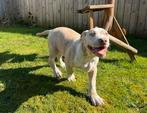XL Merle American bully pups, Dieren en Toebehoren, Honden | Bulldogs, Pinschers en Molossers, Overige rassen, 8 tot 15 weken
