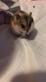 Campbelli dwerghamster, Dieren en Toebehoren, Mannelijk, Hamster, Voor 1 juli 2024