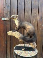 Opgezette steenmarter, Verzamelen, Dierenverzamelingen, Ophalen of Verzenden, Zo goed als nieuw, Vogel, Opgezet dier