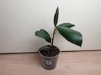 Heel leuke donker groene ficus, populaire kamerplant, Huis en Inrichting, Minder dan 100 cm, Ficus, Halfschaduw, In pot