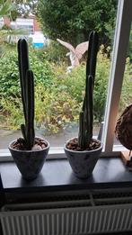 2x Cactus in pot - Decoratieve kamerplanten, Huis en Inrichting, Ophalen, Minder dan 100 cm, In pot, Cactus