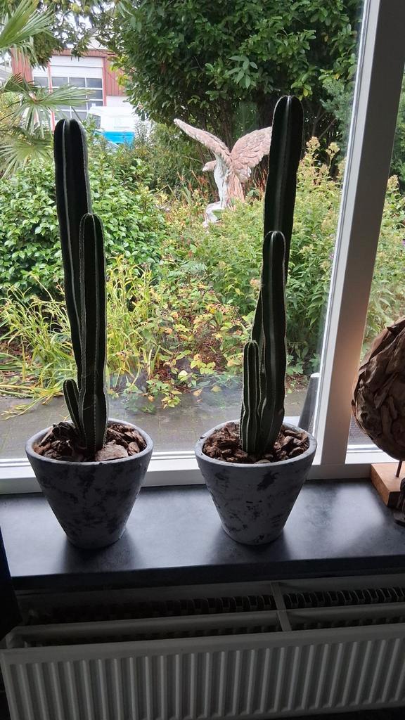2x Cactus in pot - Decoratieve kamerplanten, Huis en Inrichting, Kamerplanten, Cactus, Minder dan 100 cm, Groene kamerplant, Volle zon