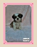 Prachtige Boomer ( Maltezer × Shih tzu ) pups!, Dieren en Toebehoren, Honden | Chihuahua's en Gezelschapshonden, 8 tot 15 weken