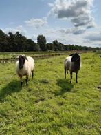Schoonebeker ooien, Dieren en Toebehoren, Schapen, Geiten en Varkens, Vrouwelijk, Schaap