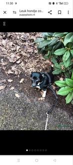 Een lief schattig hondje half jack russell half chiwawa, Dieren en Toebehoren, Particulier, 3 tot 5 jaar, Reu, Nederland