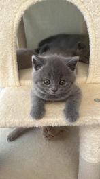 Brits korthaar kitten Raszuiver. Mag het nest verlaten!, Dieren en Toebehoren, Katten en Kittens | Raskatten | Korthaar, Kater