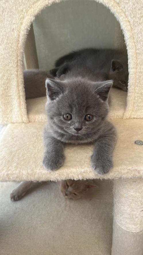 Brits korthaar kitten Raszuiver. Mag het nest verlaten!, Dieren en Toebehoren, Katten en Kittens | Raskatten | Korthaar, Kater