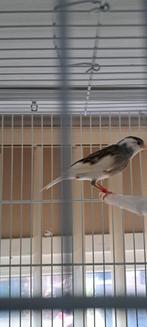 Timbrado man met  wit en  grijs  kleur, Dieren en Toebehoren, Vogels | Kanaries, Mannelijk