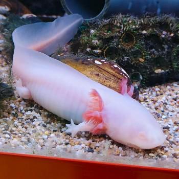 Ambystoma mexicanum beschikbaar voor biedingen