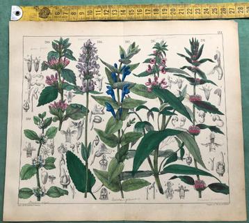 hand gekleurde litho;s - Botanische prenten - ca.1900 nr 3 beschikbaar voor biedingen